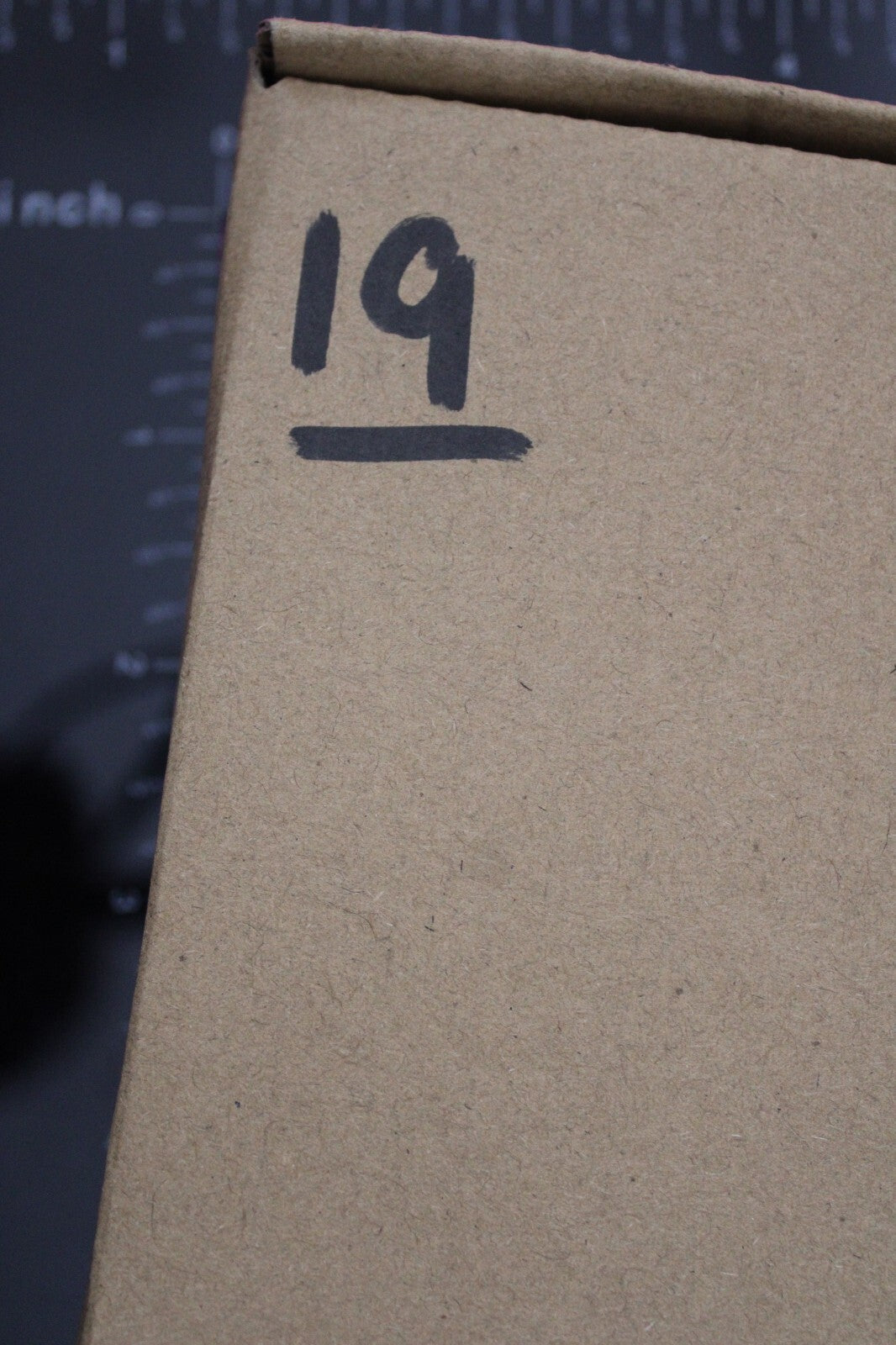 Authentic Trilobite Fossil 450 Million Years Old Genuine Dinosaur Girl COA 19