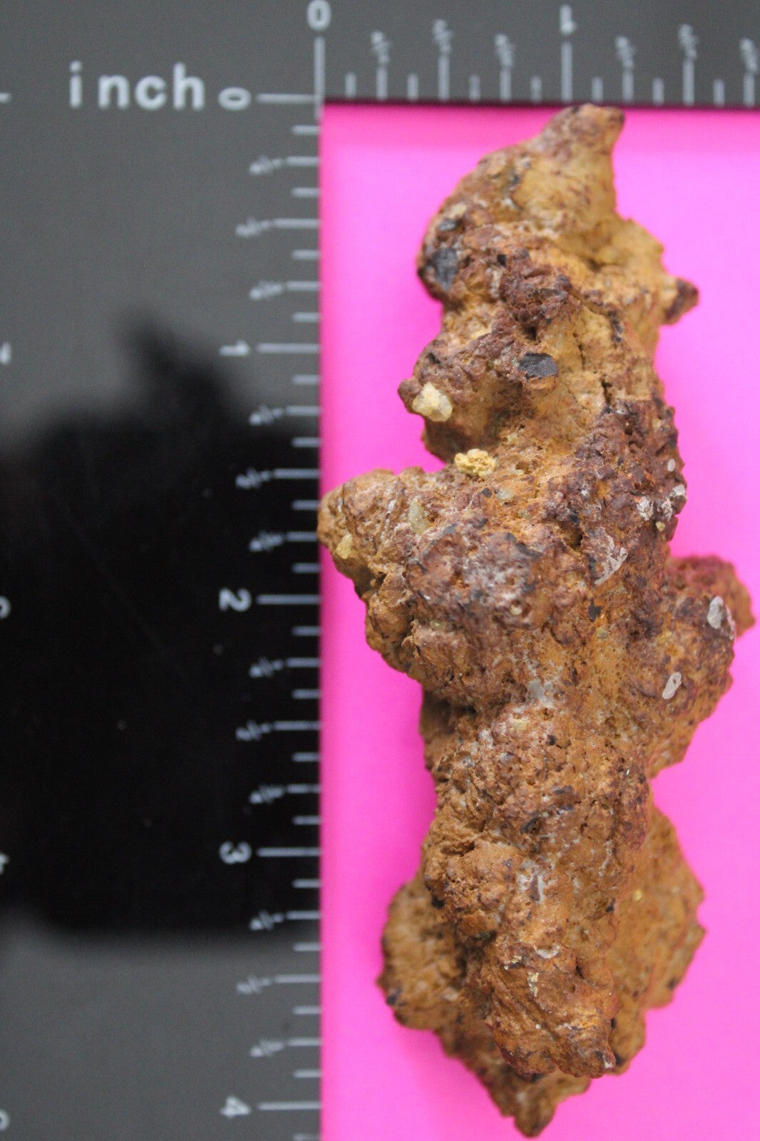 Giant Lizard Poop 5 Million Years Old Genuine Real Fossil Dinosaur Girl COA L12