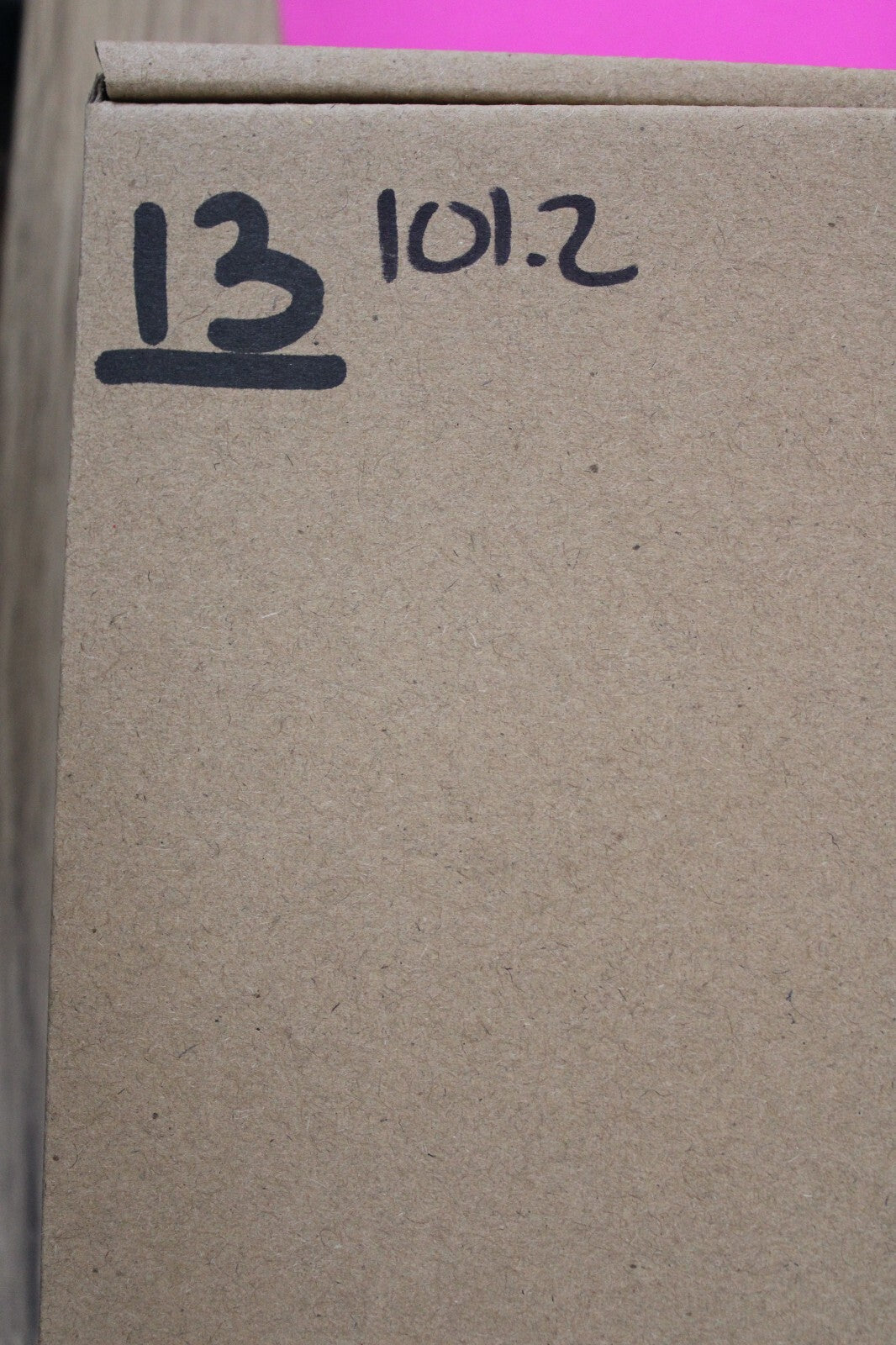 Authentic Trilobite Geode Real Fossil 450 Million Years Old Dinosaur Girl COA 13