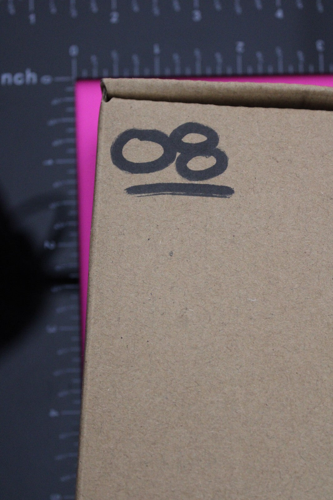 Authentic Trilobite Fossil 450 Million Years Old Genuine Dinosaur Girl COA 08