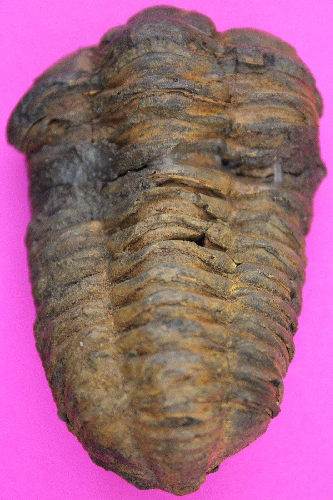 Authentic Trilobite Fossil 450 Million Years Old Genuine Dinosaur Girl COA 94