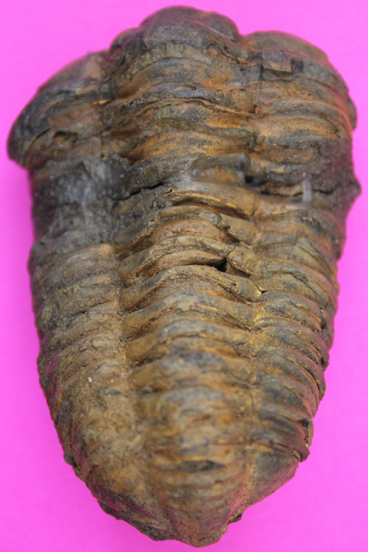 Authentic Trilobite Fossil 450 Million Years Old Genuine Dinosaur Girl COA 94