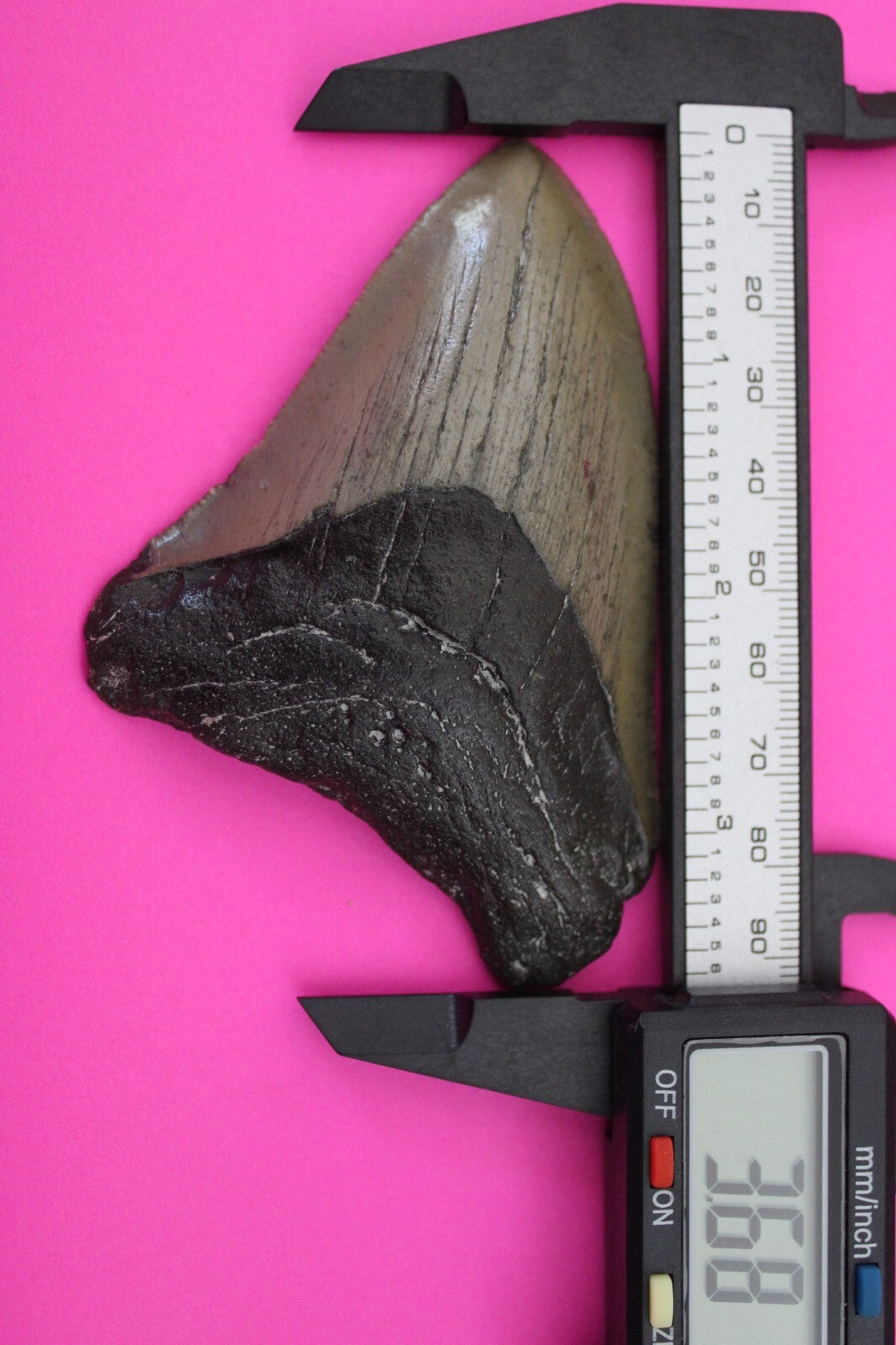 Authentic Megadolon Shark Tooth 3.68 Inch 72 Grams Fossil Dinosaur Girl COA M28