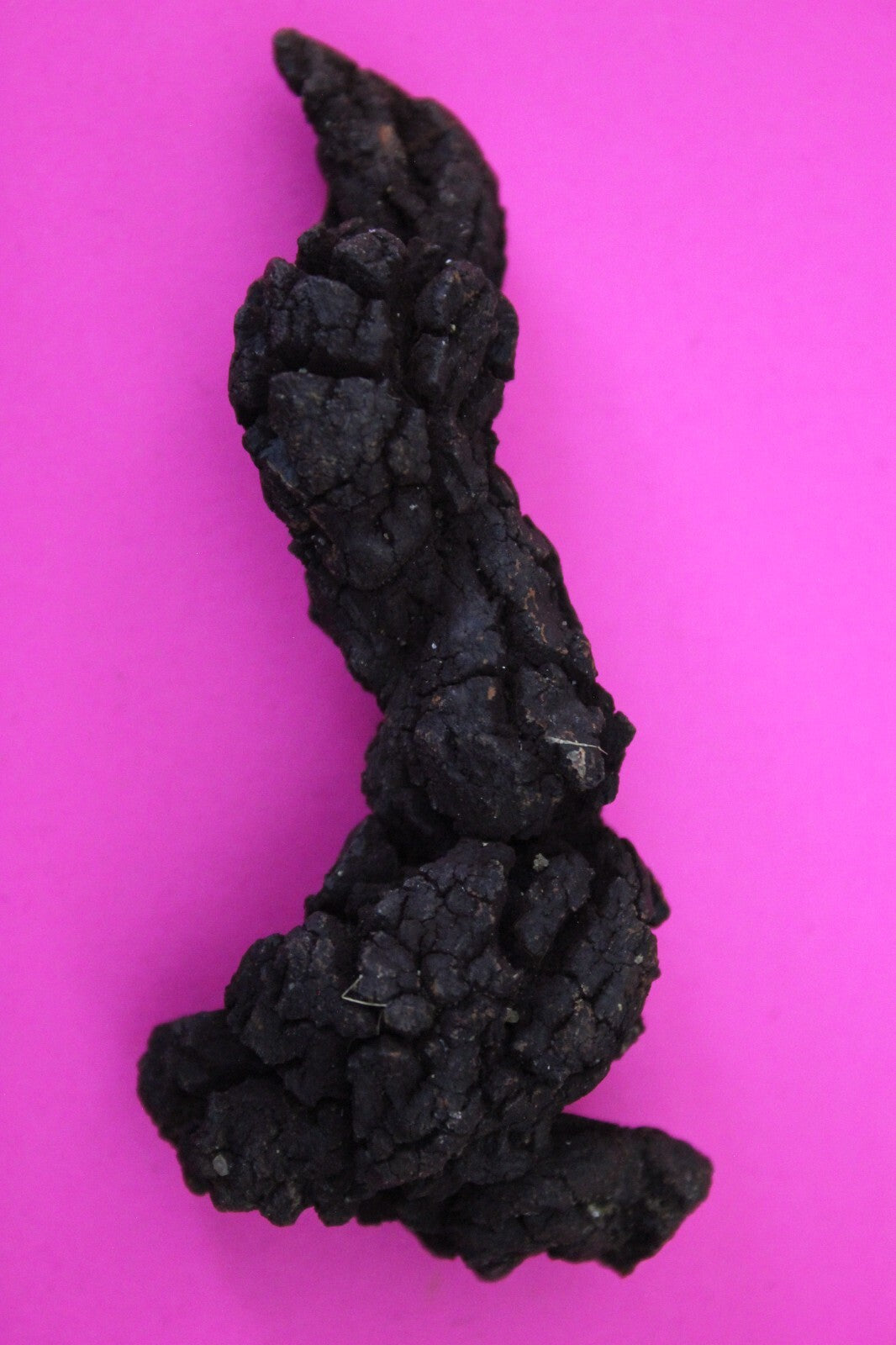 Giant Lizard Poop 5 Million Years Old Genuine Real Fossil Dinosaur Girl COA S08