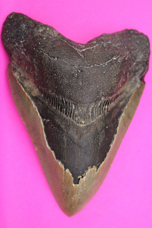 Authentic Megadolon Shark Tooth 5.29 Inches 248 Grams Fossil Dino Girl COA M62