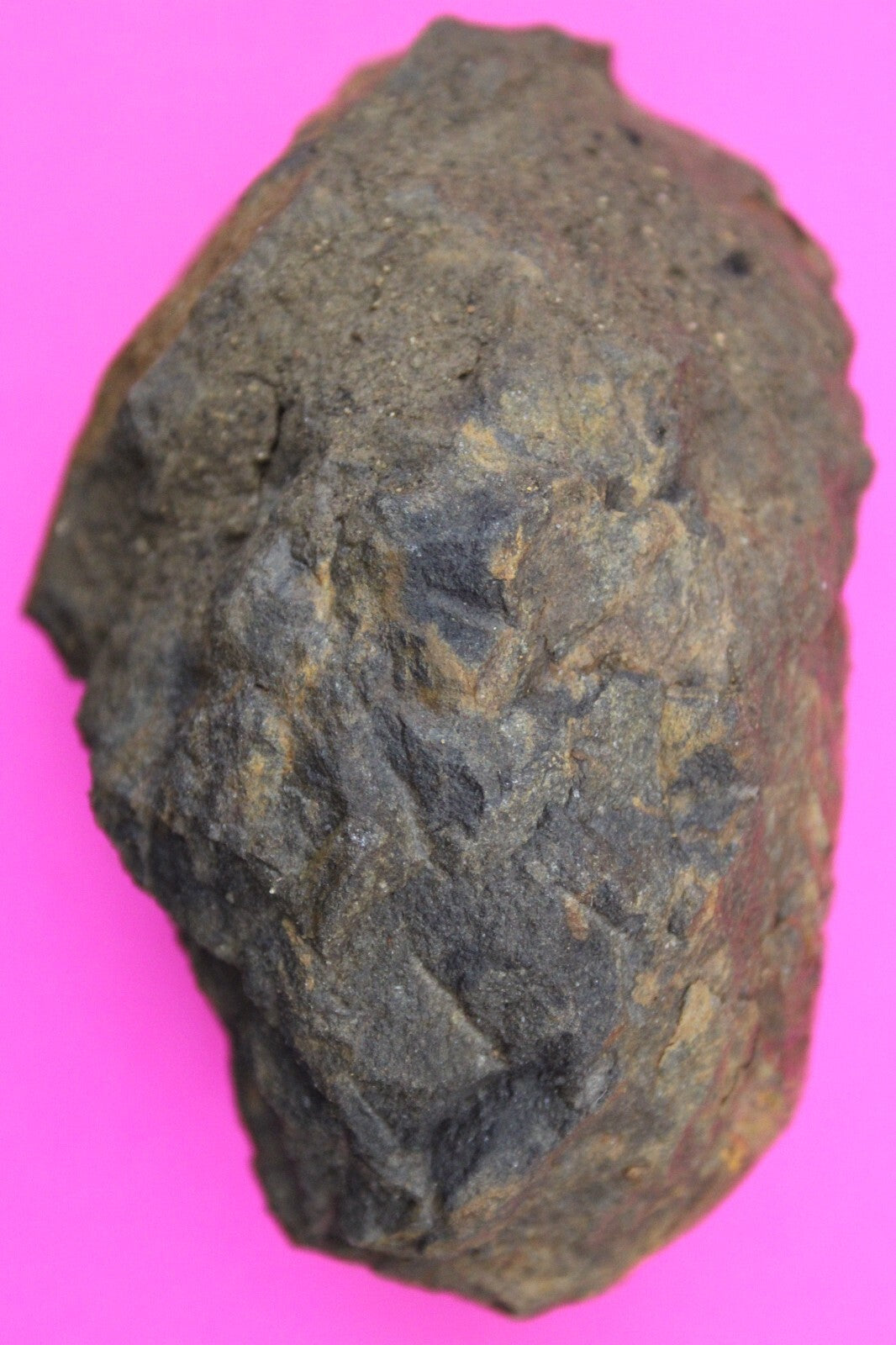 Authentic Trilobite Fossil 450 Million Years Old Genuine Dinosaur Girl COA 30