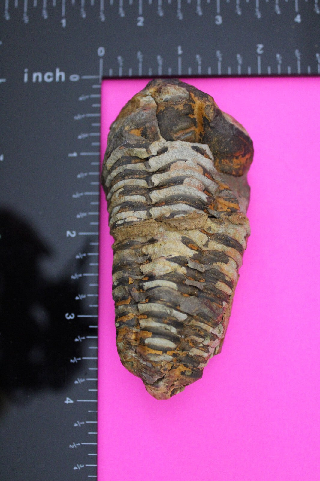 Authentic Trilobite Fossil 450 Million Years Old Genuine Dinosaur Girl COA 98