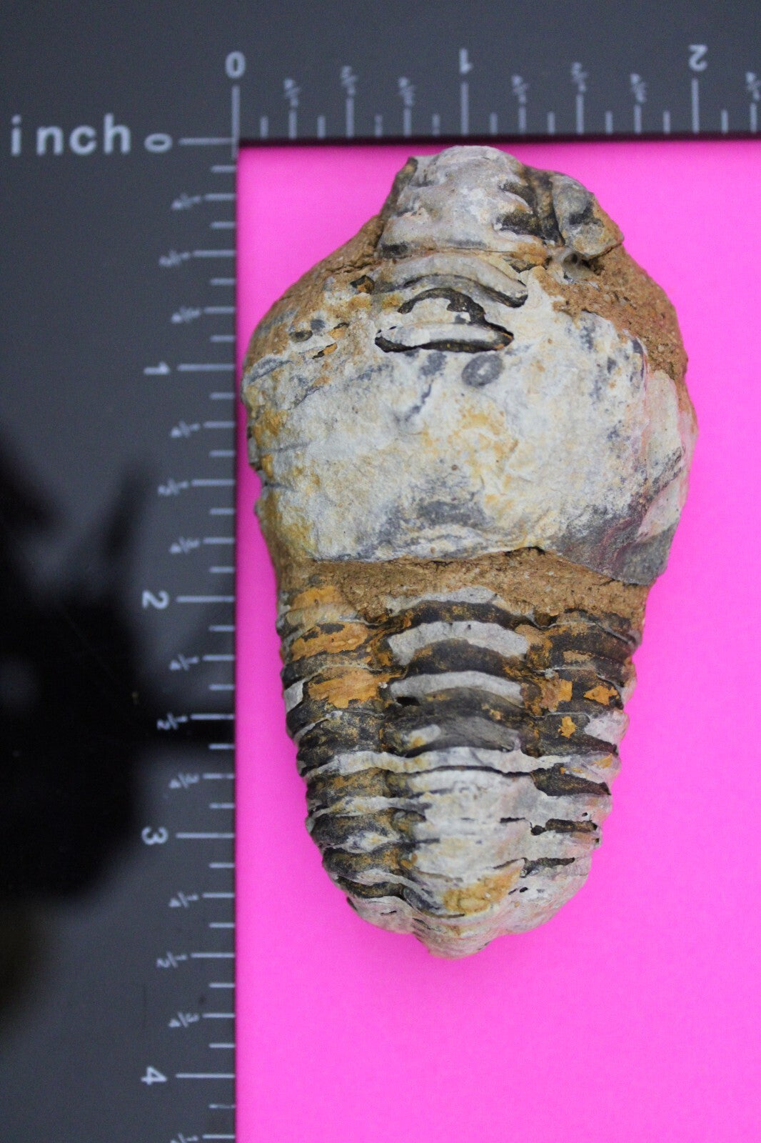 Authentic Trilobite Fossil 450 Million Years Old Genuine Dinosaur Girl COA 70