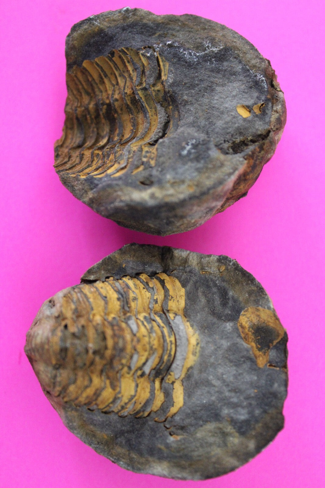 Authentic Trilobite Geode Real Fossil 450 Million Years Old Dinosaur Girl COA 22