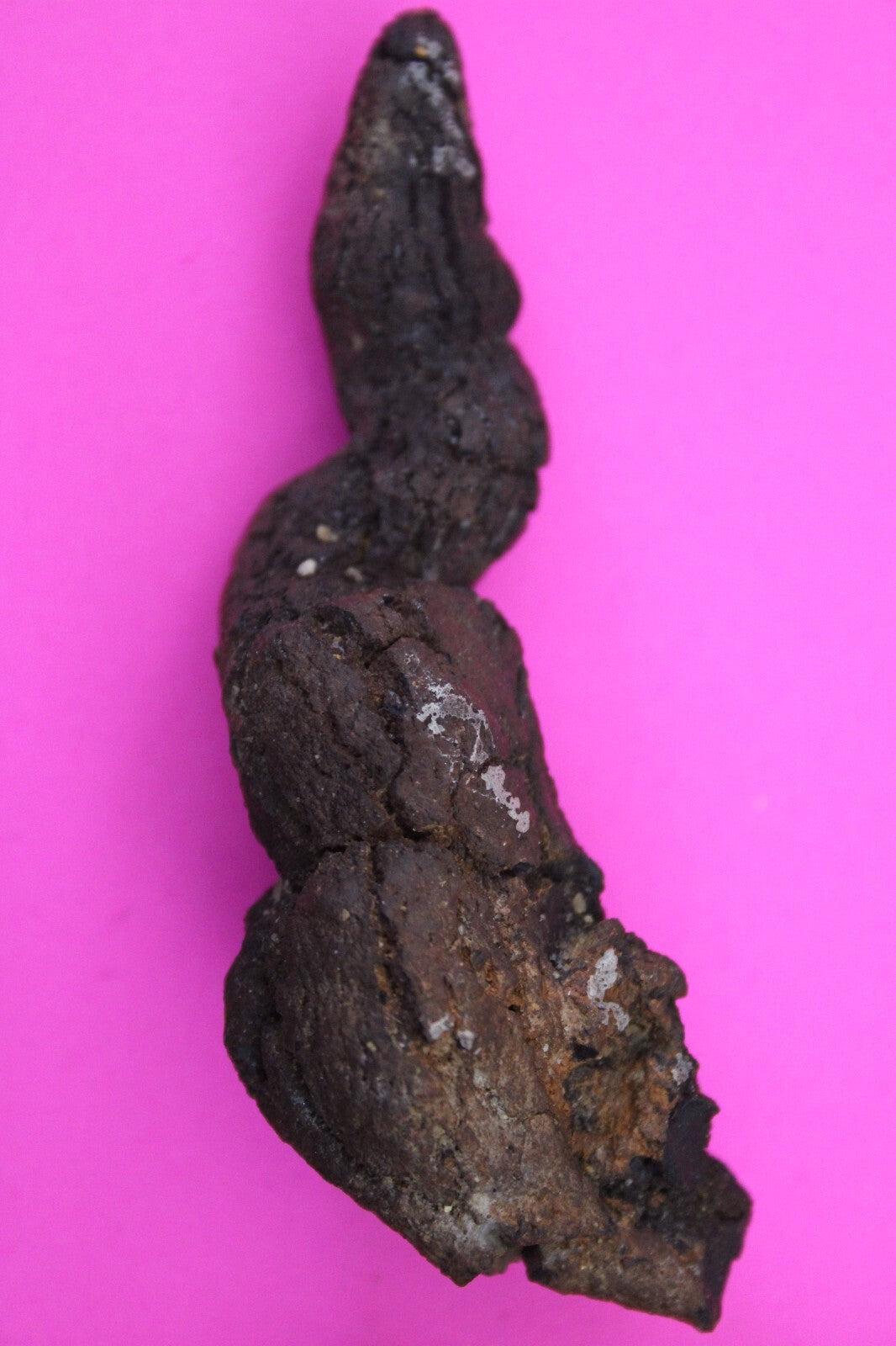 Giant Lizard Poop 5 Million Years Old Genuine Real Fossil Dinosaur Girl COA L25
