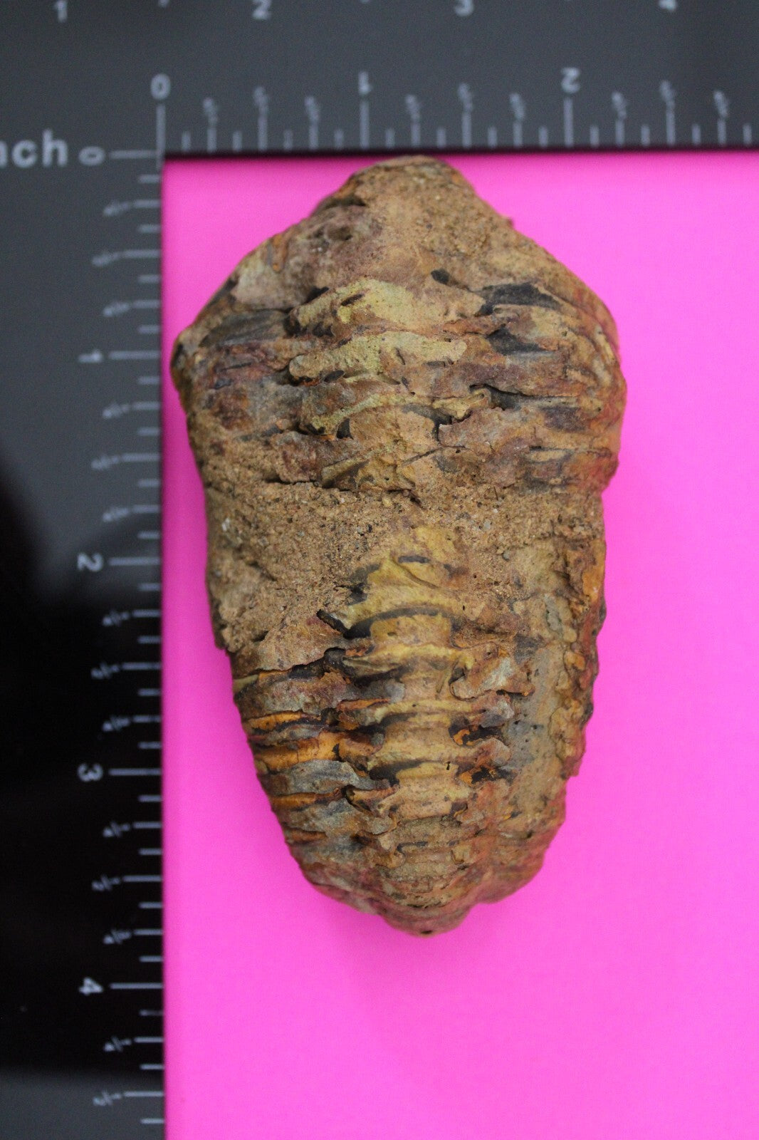 Authentic Trilobite Fossil 450 Million Years Old Genuine Dinosaur Girl COA 42