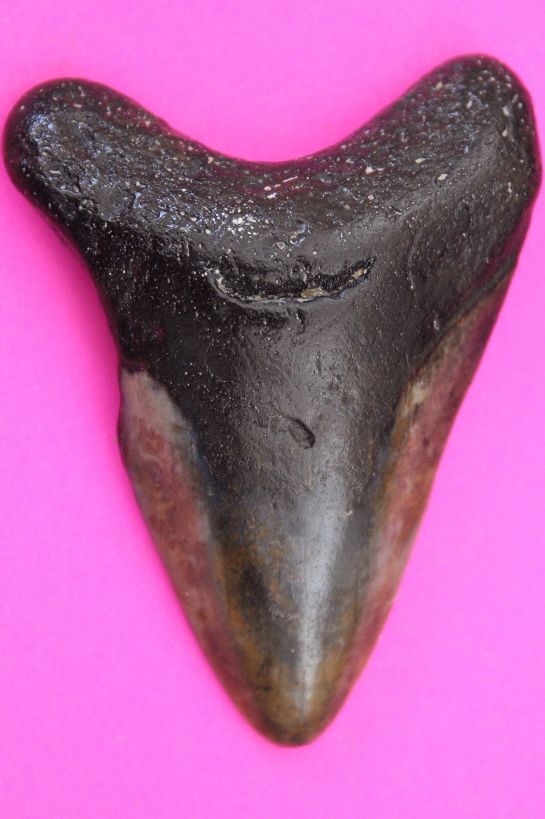 Authentic Megadolon Shark Tooth 2.64 Inch 42 Grams Fossil Dinosaur Girl COA M42