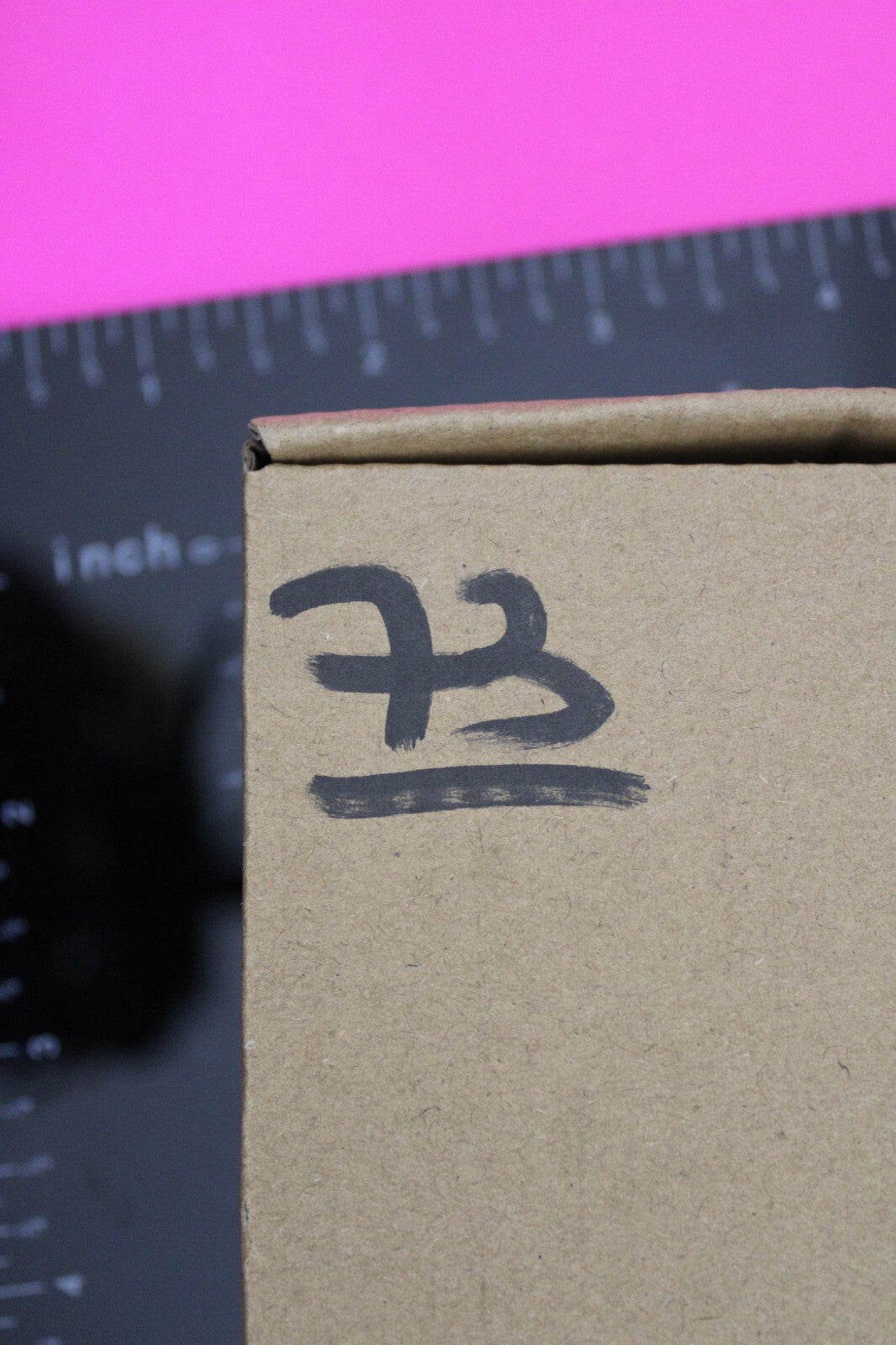 Authentic Trilobite Fossil 450 Million Years Old Genuine Dinosaur Girl COA 73