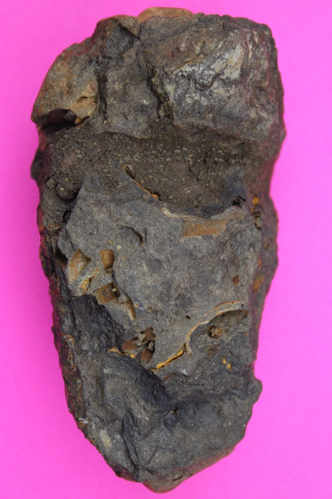 Authentic Trilobite Fossil 450 Million Years Old Genuine Dinosaur Girl COA 02