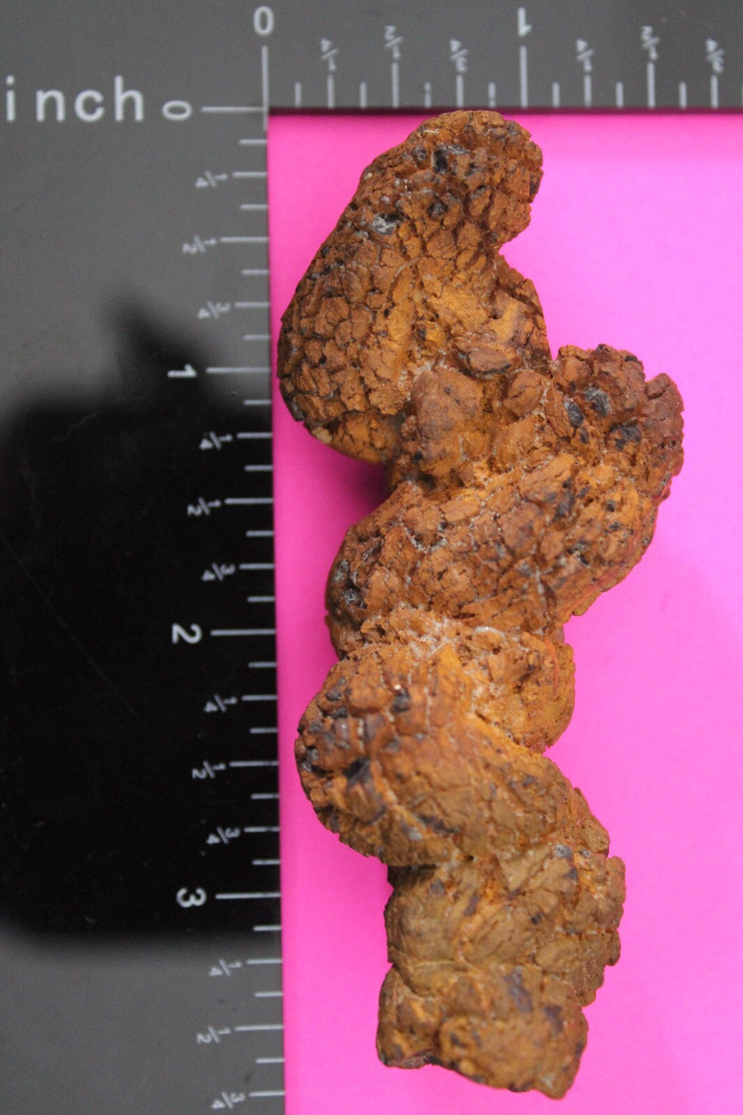 Giant Lizard Poop 5 Million Years Old Genuine Real Fossil Dinosaur Girl COA L02