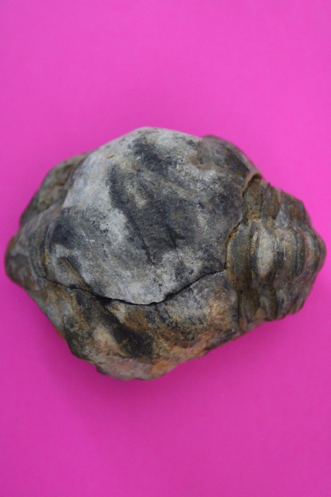 Authentic Trilobite Geode Real Fossil 450 Million Years Old Dinosaur Girl COA 20