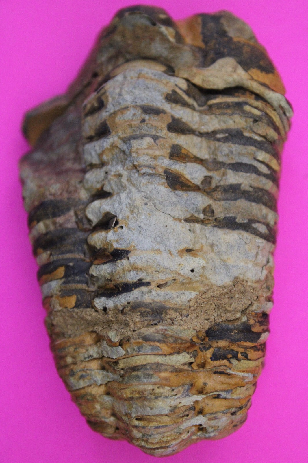 Authentic Trilobite Fossil 450 Million Years Old Genuine Dinosaur Girl COA 89