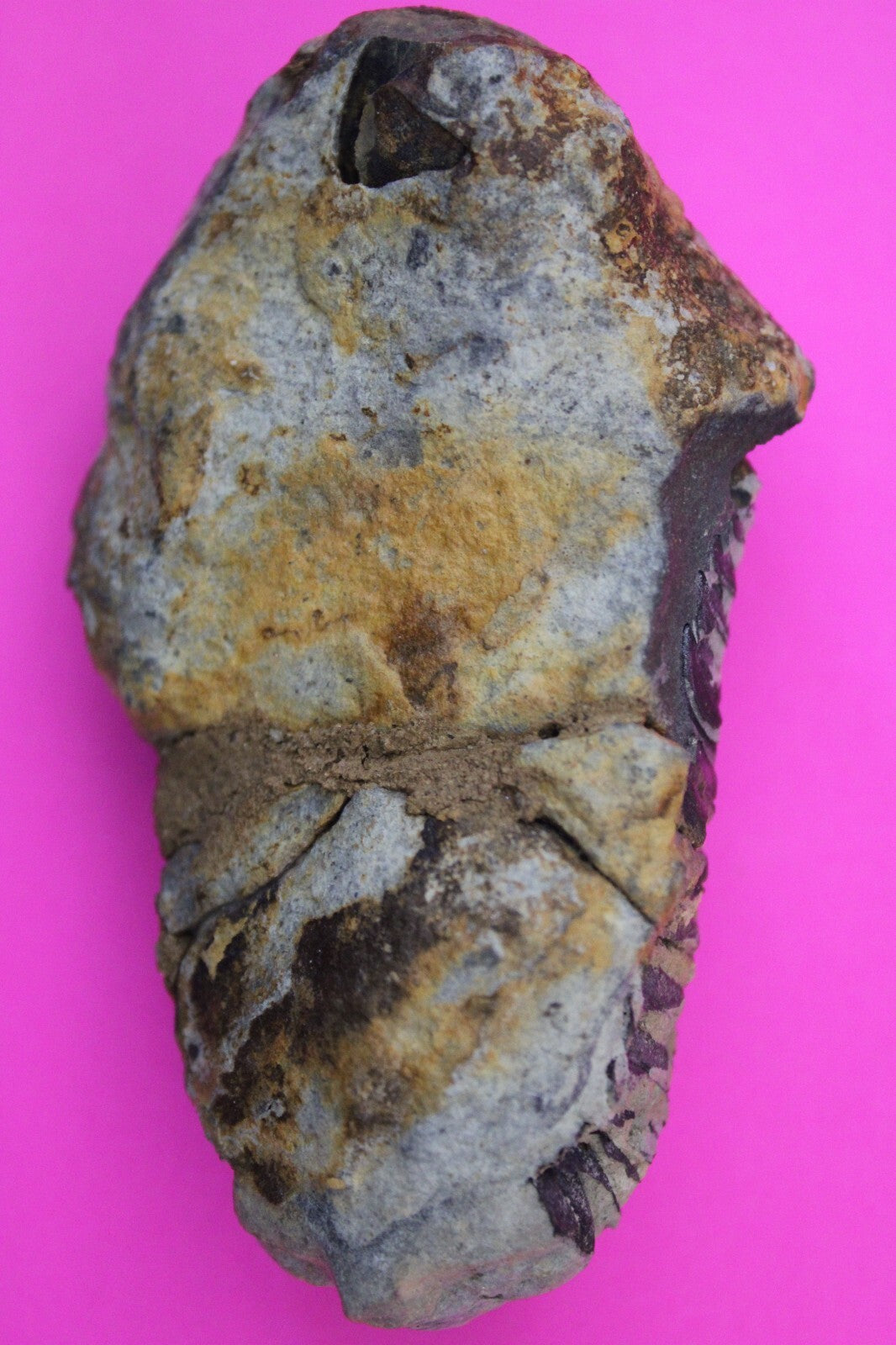 Authentic Trilobite Fossil 450 Million Years Old Genuine Dinosaur Girl COA 67