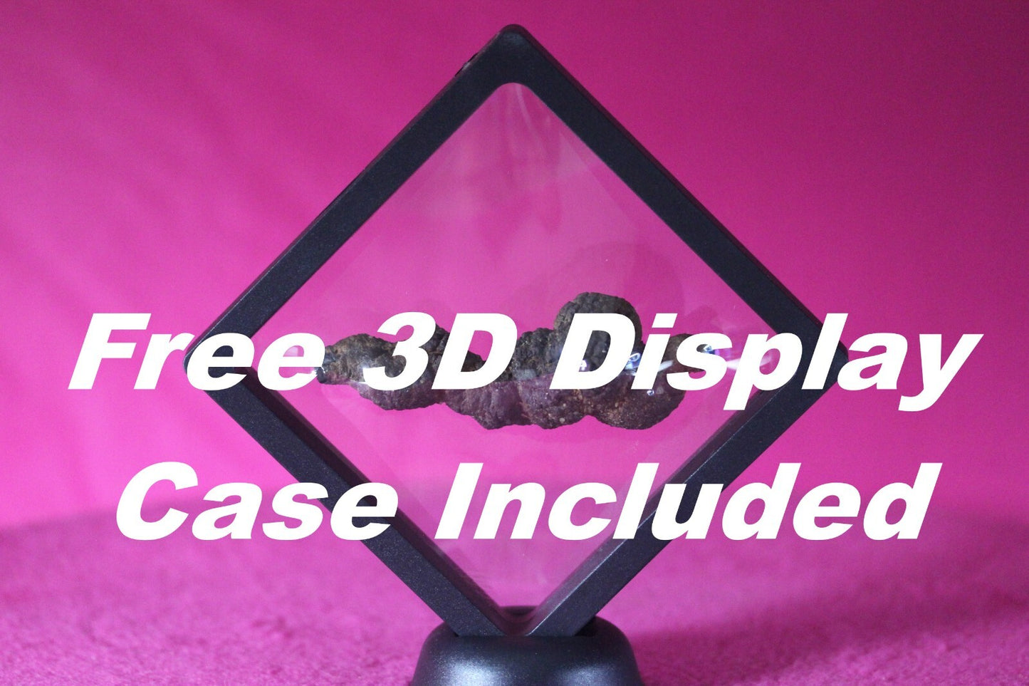 Giant Lizard Poop 5 Million Years Old Genuine Real Fossil Dinosaur Girl COA L14