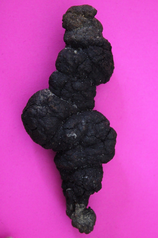 Giant Lizard Poop 5 Million Years Old Genuine Real Fossil Dinosaur Girl COAS38