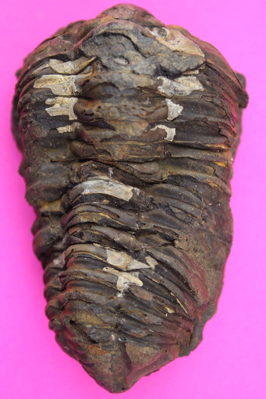 Authentic Trilobite Fossil 450 Million Years Old Genuine Dinosaur Girl COA 22