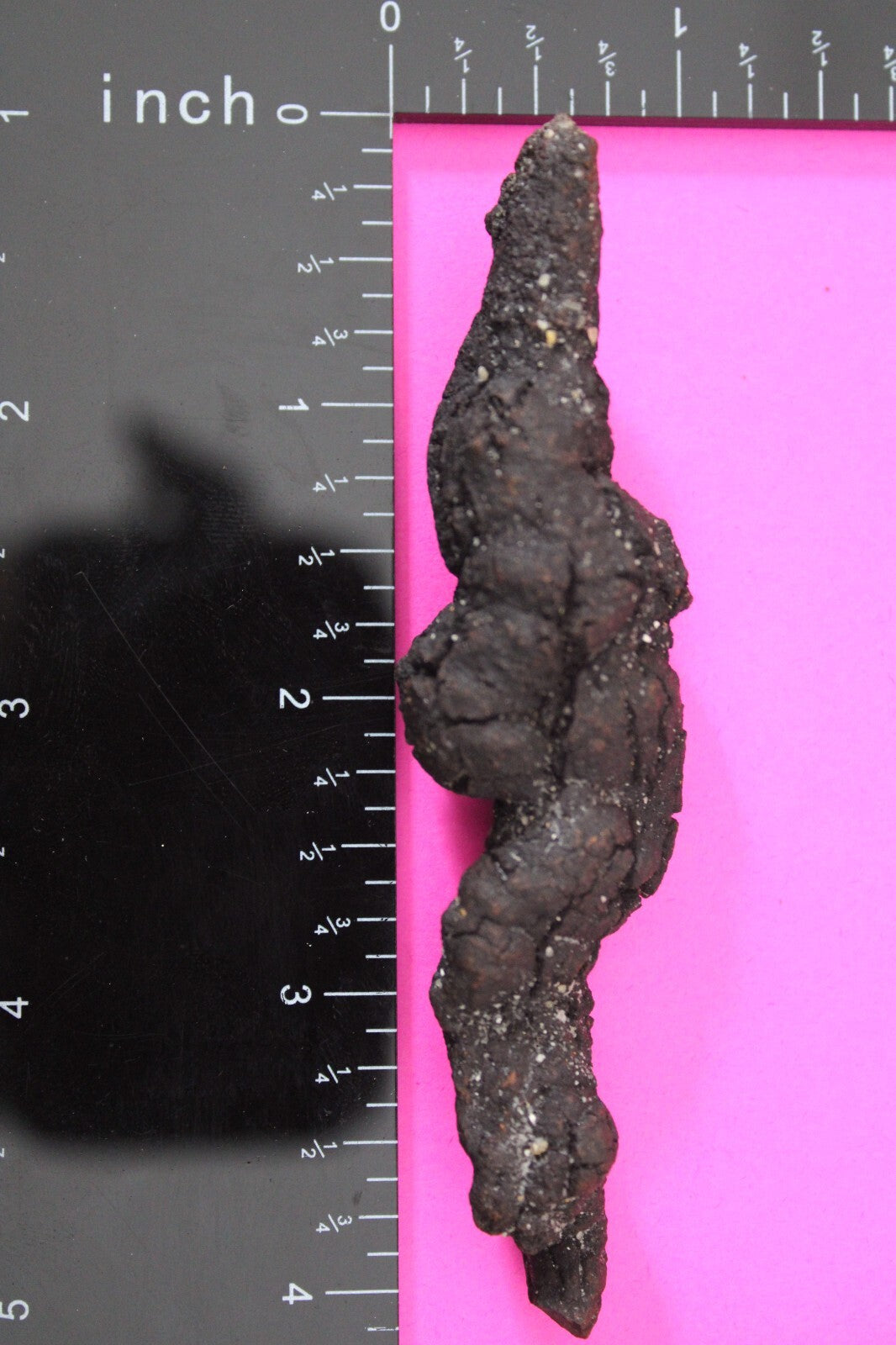 Giant Lizard Poop 5 Million Years Old Genuine Real Fossil Dinosaur Girl COA L14