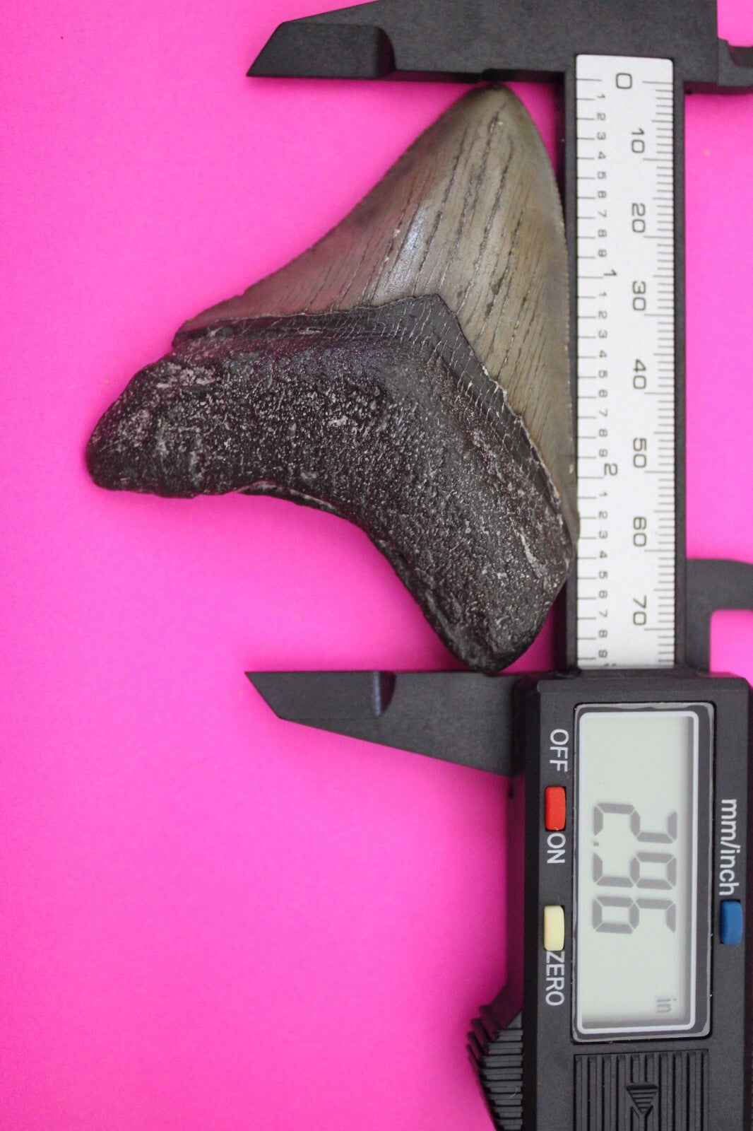 Authentic Megadolon Shark Tooth 2.96 Inch 49 Grams Fossil Dinosaur Girl COA M43