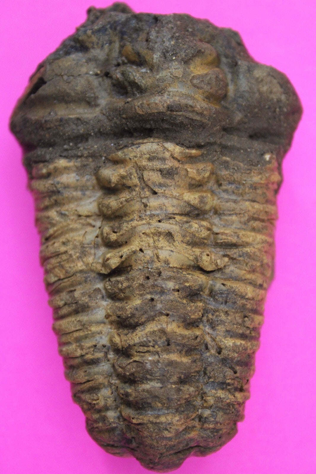 Authentic Trilobite Fossil 450 Million Years Old Genuine Dinosaur Girl COA 90