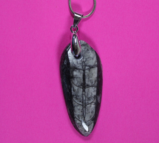 Authentic Orthoceros Necklace Fossil 500 Million Years Old Dinosaur Girl COA 63