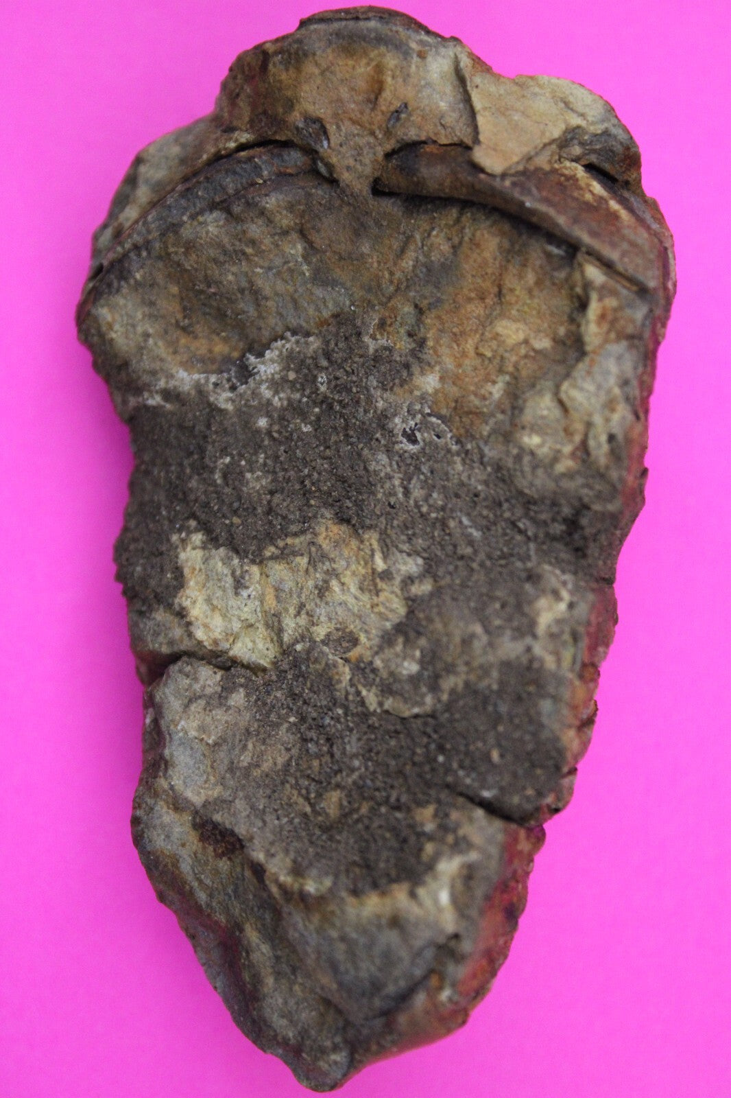Authentic Trilobite Fossil 450 Million Years Old Genuine Dinosaur Girl COA 53