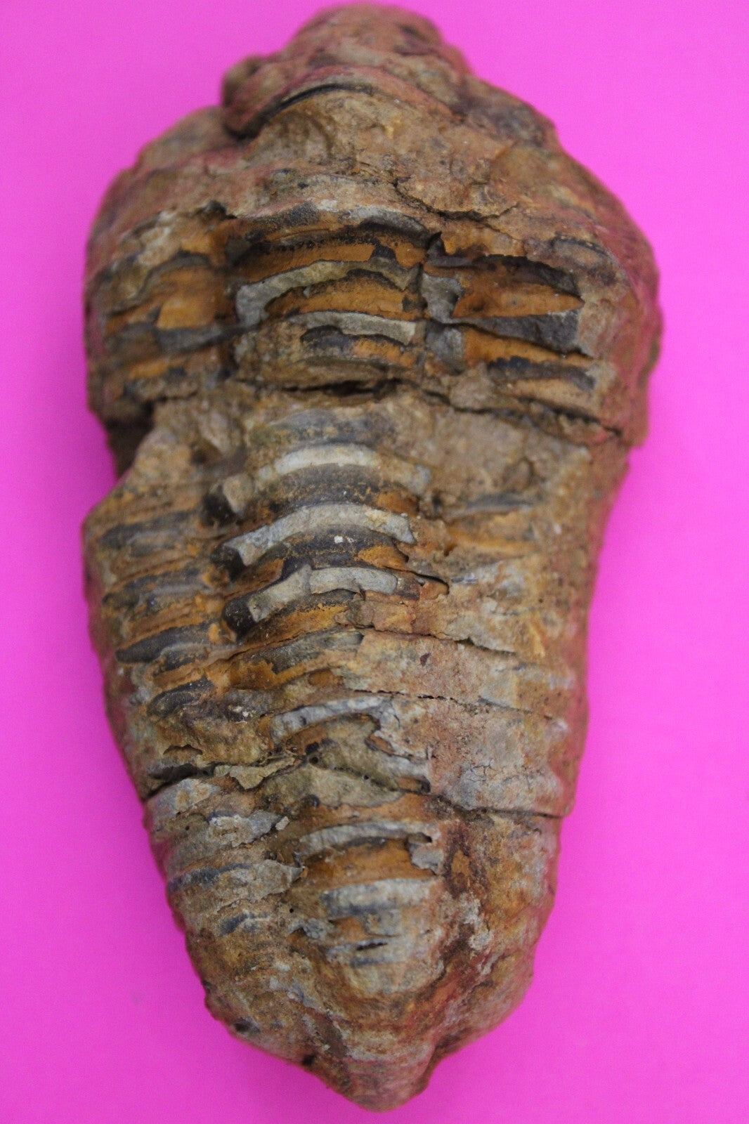 Authentic Trilobite Fossil 450 Million Years Old Genuine Dinosaur Girl COA 93