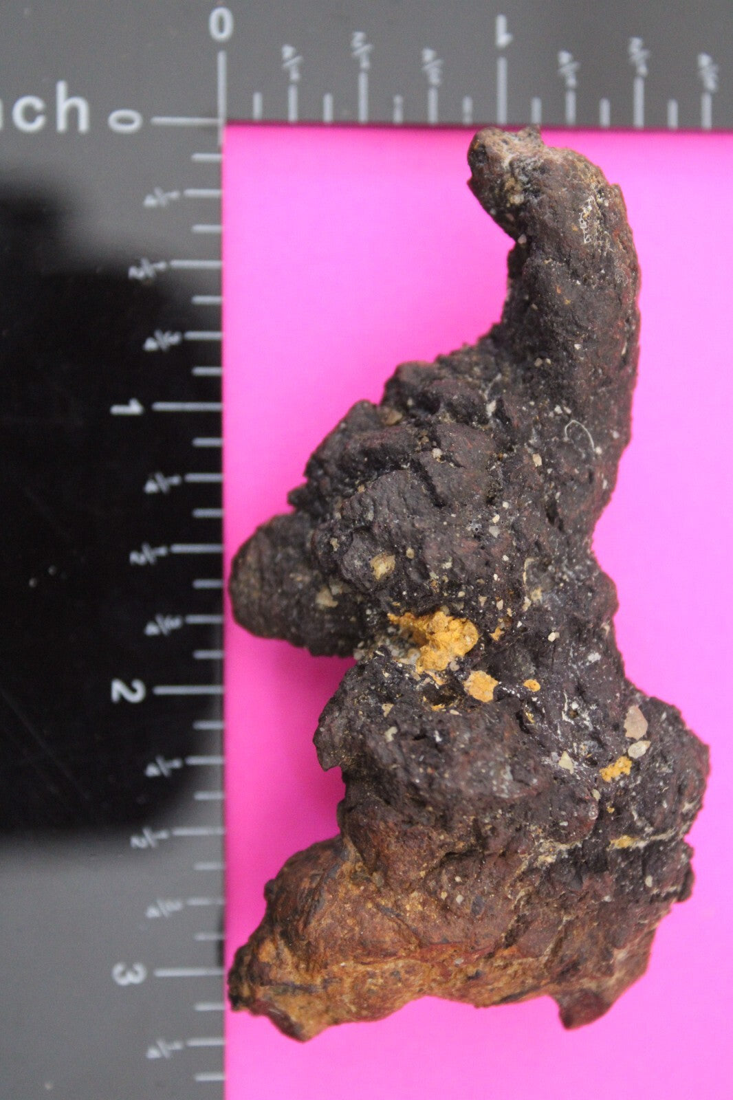 Giant Lizard Poop 5 Million Years Old Genuine Real Fossil Dinosaur Girl COA S54