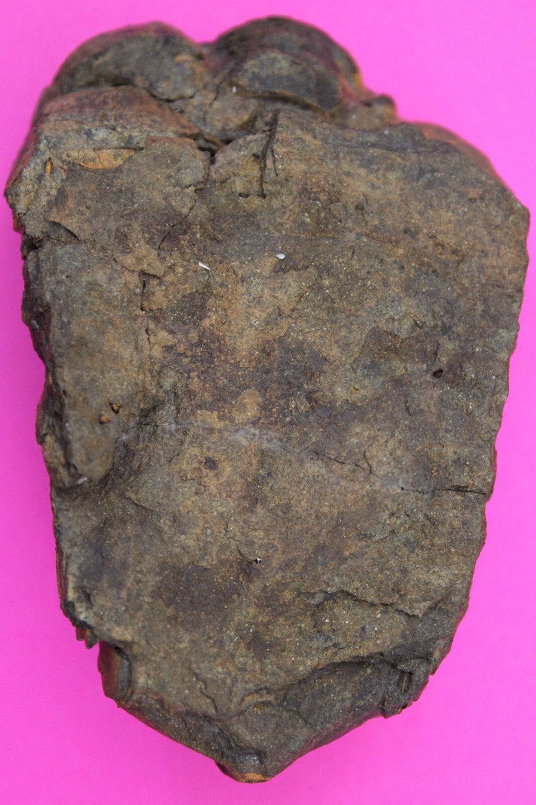 Authentic Trilobite Fossil 450 Million Years Old Genuine Dinosaur Girl COA 96