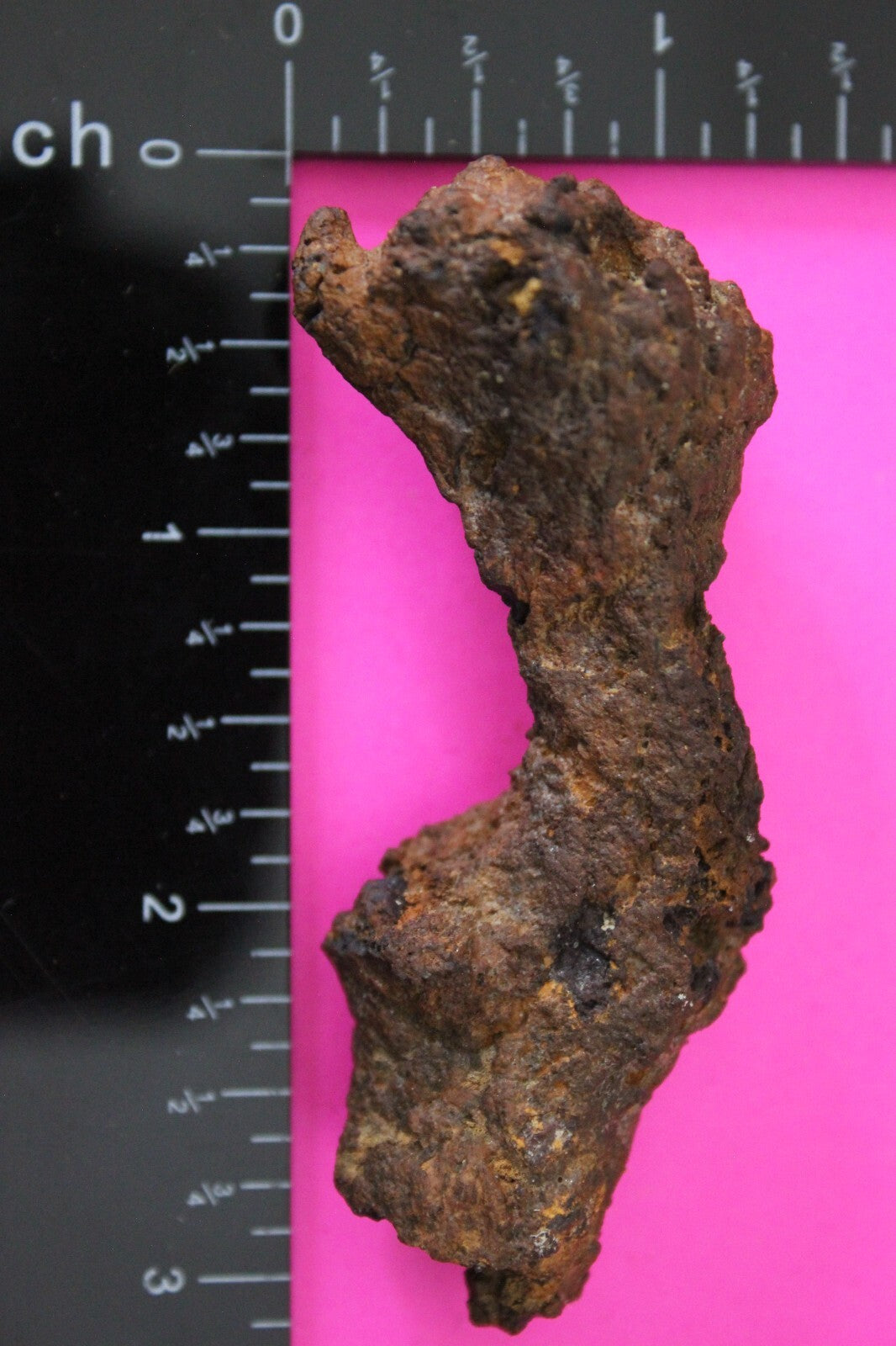 Giant Lizard Poop 5 Million Years Old Genuine Real Fossil Dinosaur Girl COA S49