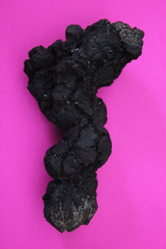 Giant Lizard Poop 5 Million Years Old Genuine Real Fossil Dinosaur Girl COA S50