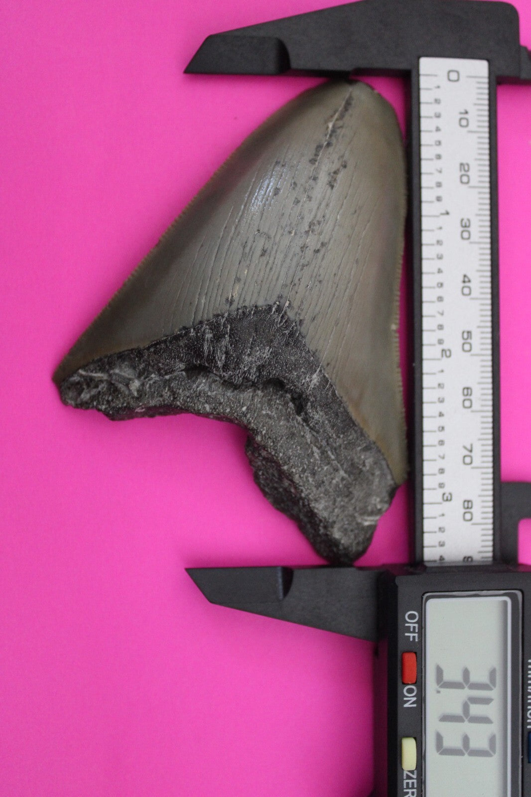 Authentic Megadolon Shark Tooth 3.43 Inch 66 Grams Fossil Dinosaur Girl COA M44