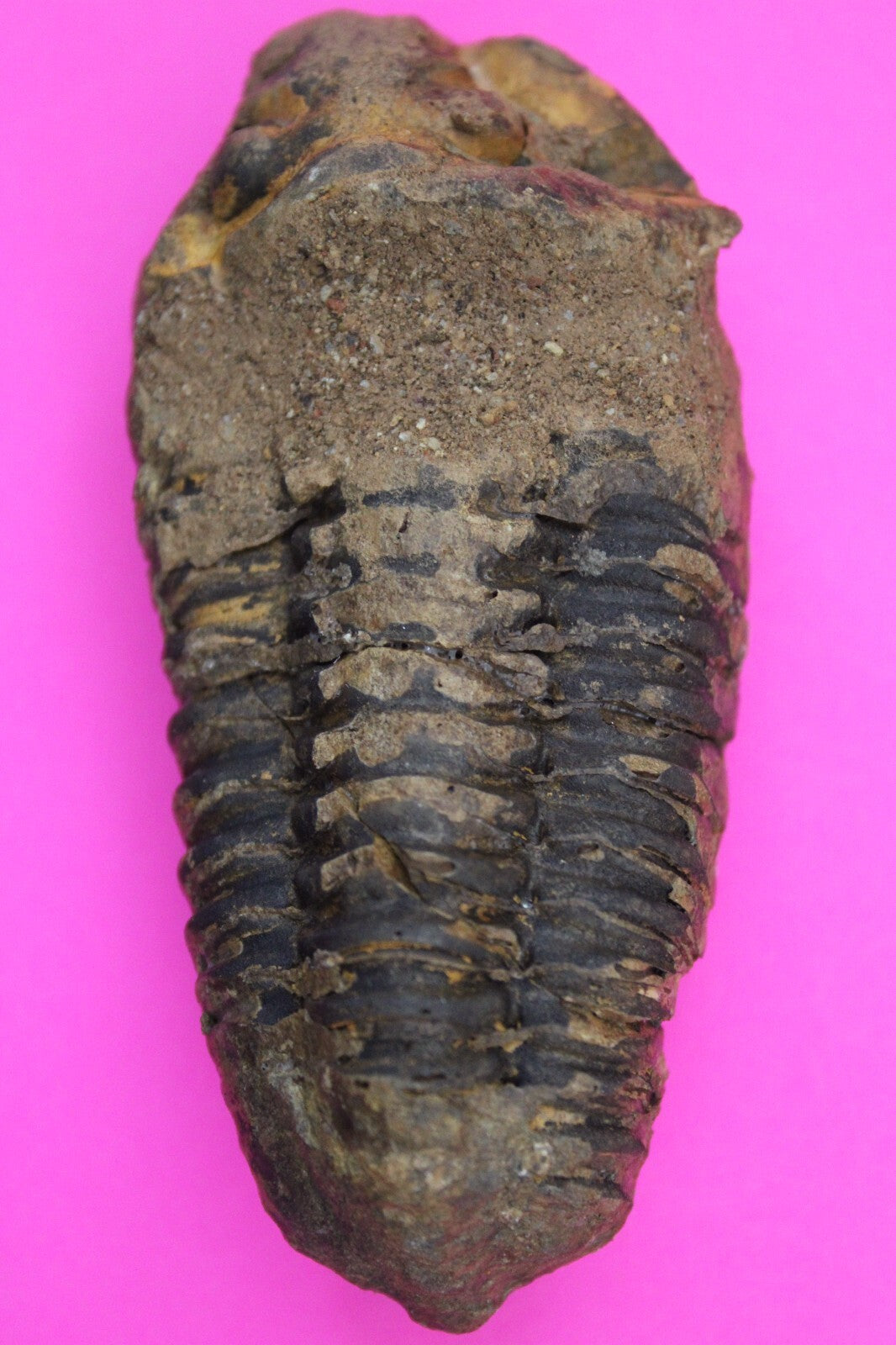 Authentic Trilobite Fossil 450 Million Years Old Genuine Dinosaur Girl COA 91