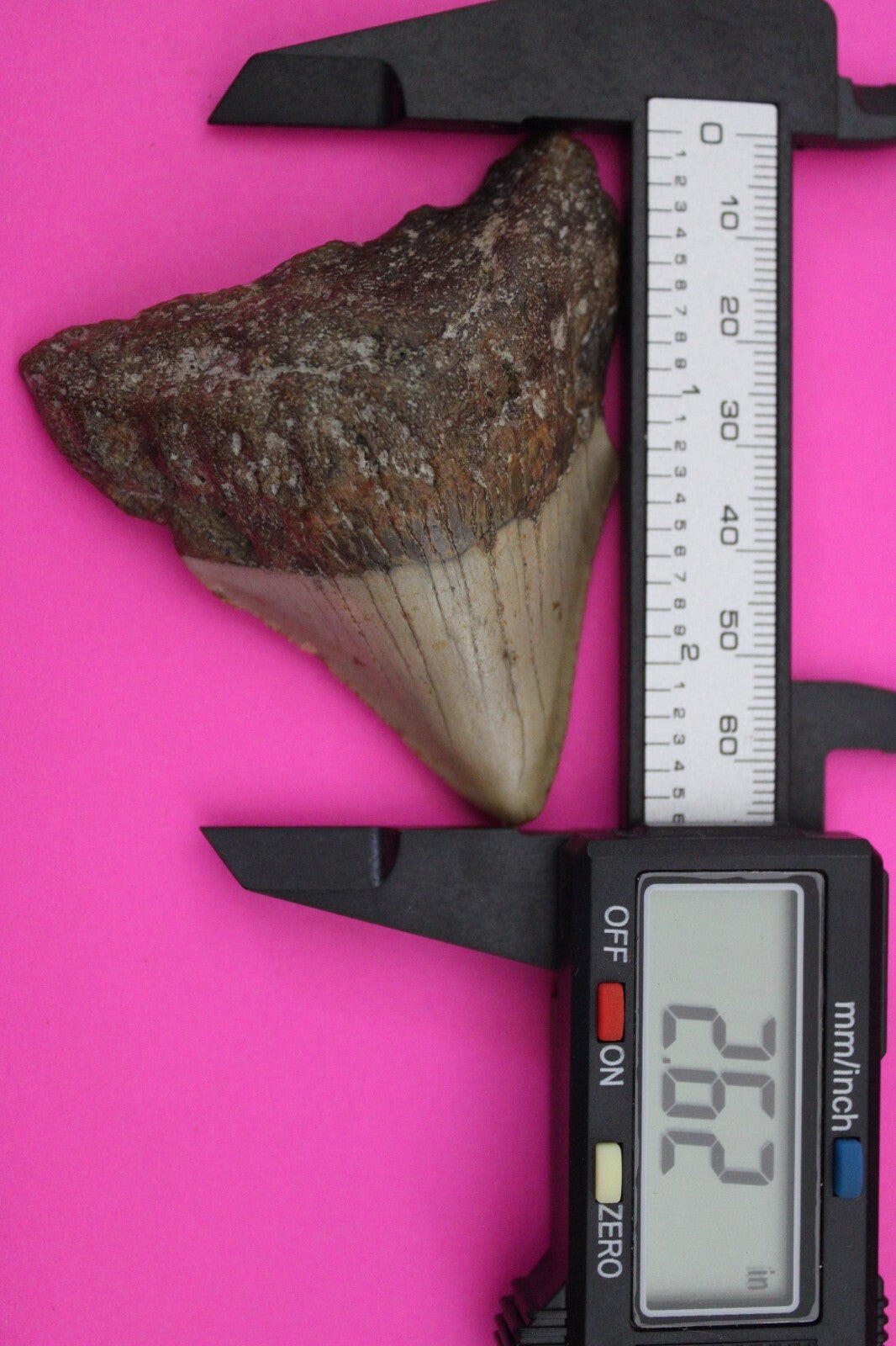 Authentic Megadolon Shark Tooth 2.62 Inch 52 Grams Fossil Dinosaur Girl COA M54