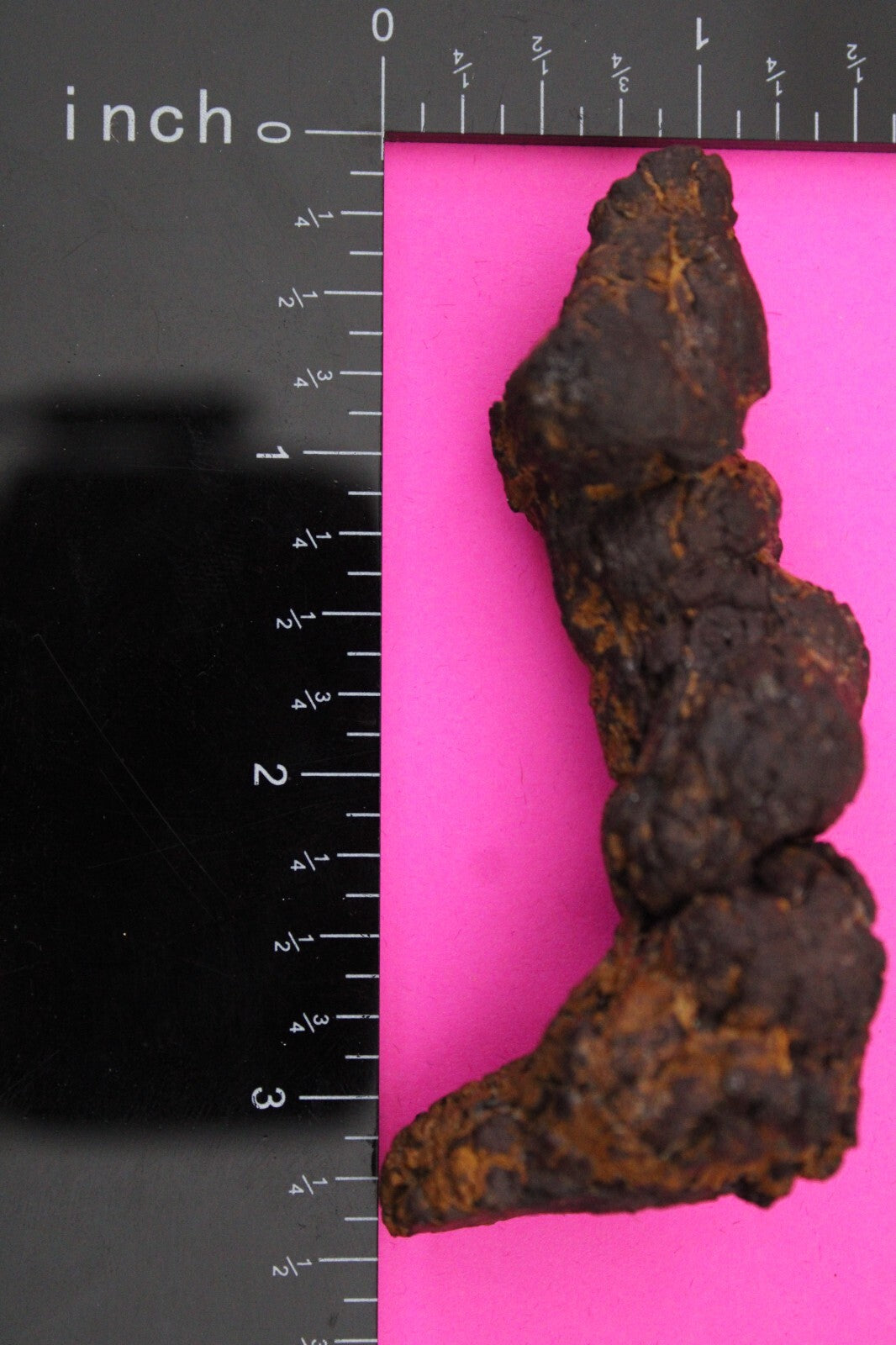 Giant Lizard Poop 5 Million Years Old Genuine Real Fossil Dinosaur Girl COA L19