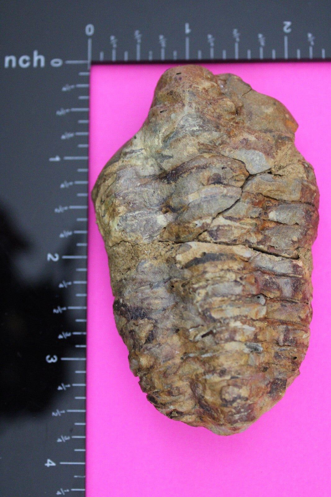 Authentic Trilobite Fossil 450 Million Years Old Genuine Dinosaur Girl COA 88