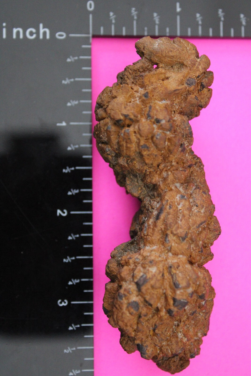 Giant Lizard Poop 5 Million Years Old Genuine Real Fossil Dinosaur Girl COA L27
