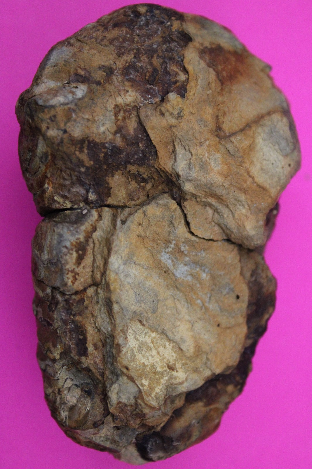 Authentic Trilobite Fossil 450 Million Years Old Genuine Dinosaur Girl COA 39