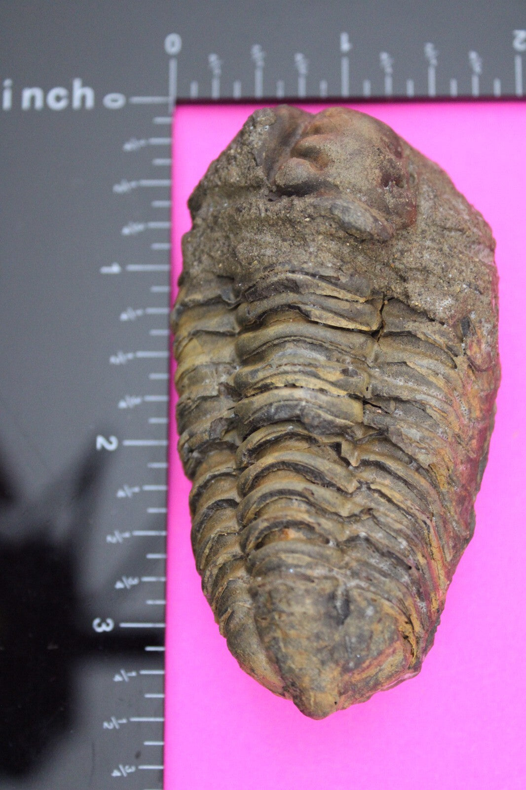 Authentic Trilobite Fossil 450 Million Years Old Genuine Dinosaur Girl COA 79