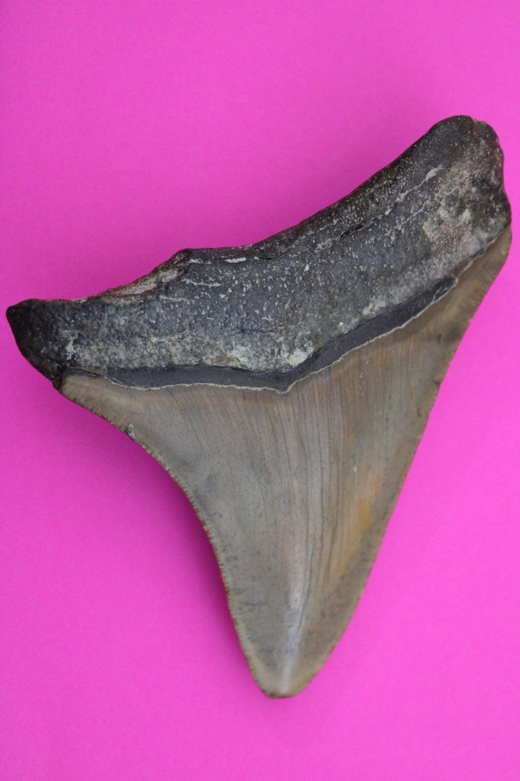 Authentic Megadolon Shark Tooth 3.55 Inch 76 Grams Fossil Dinosaur Girl COA M36