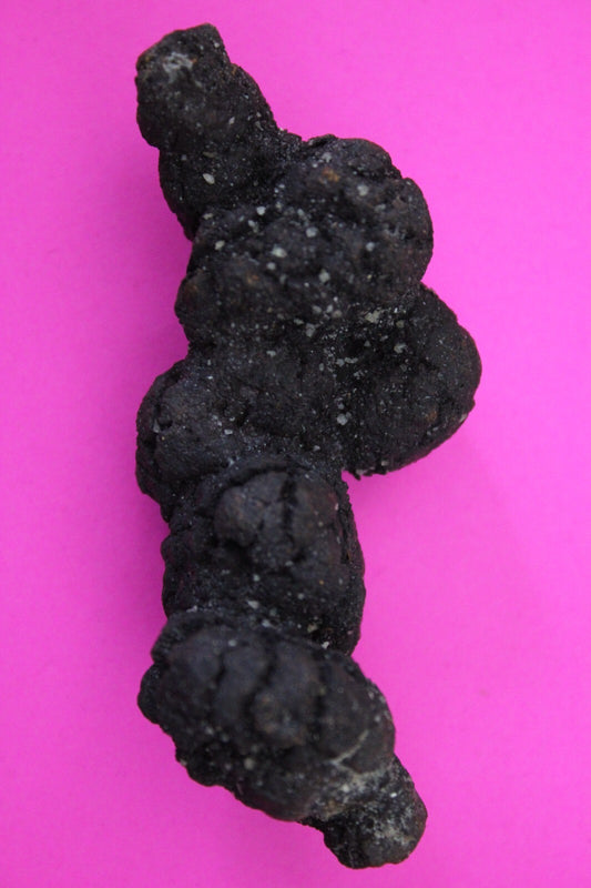 Giant Lizard Poop 5 Million Years Old Genuine Real Fossil Dinosaur Girl COA S17