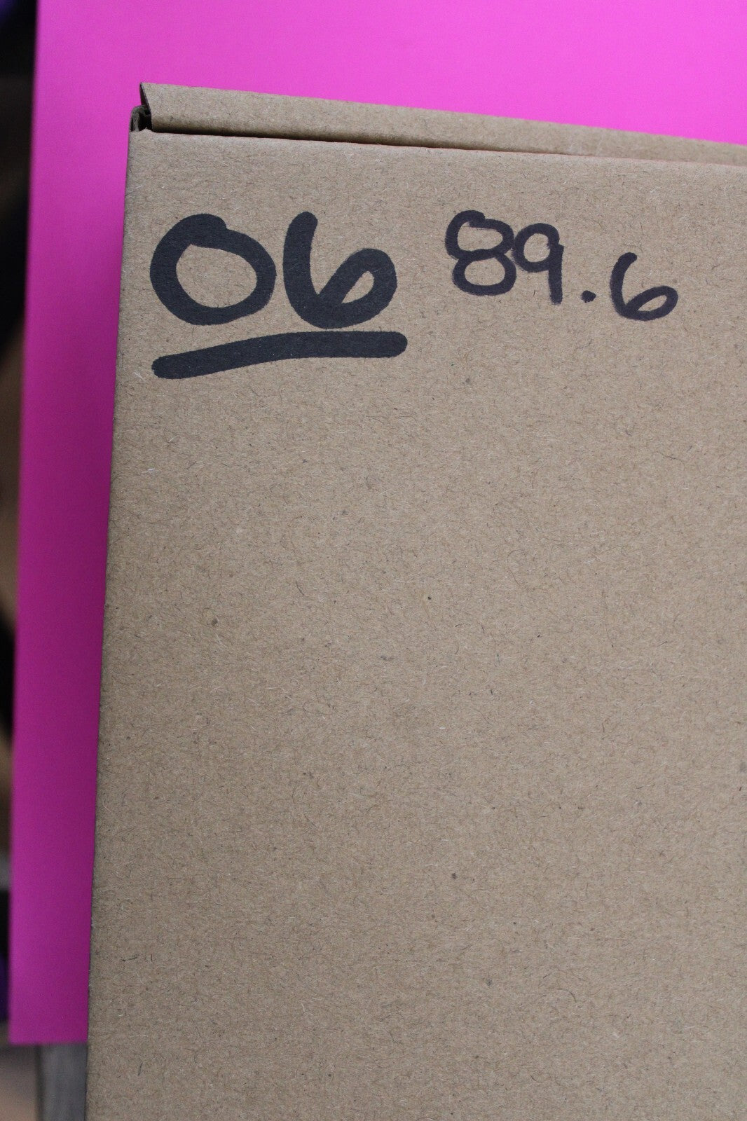 Authentic Trilobite Geode Real Fossil 450 Million Years Old Dinosaur Girl COA 06