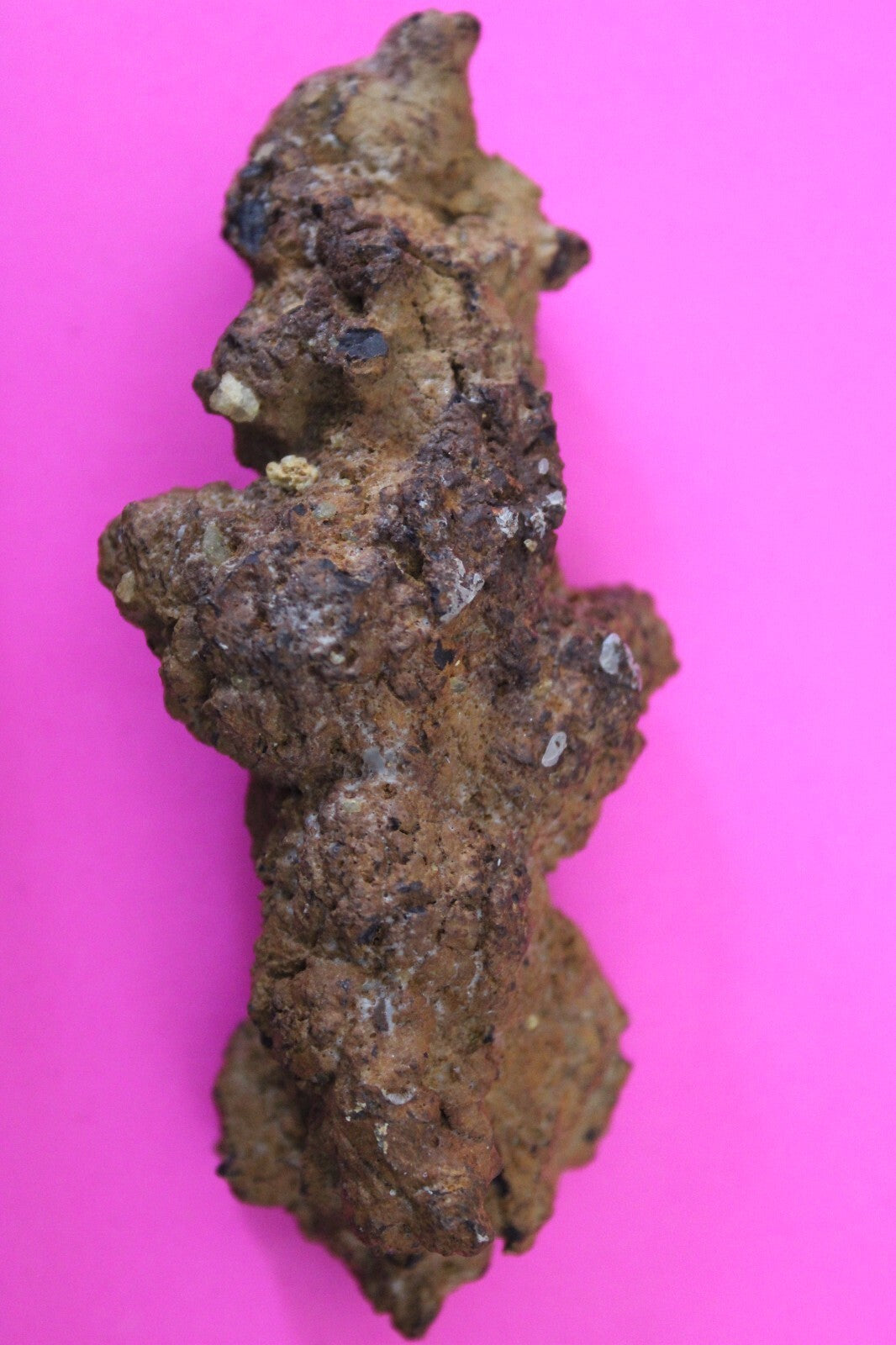 Giant Lizard Poop 5 Million Years Old Genuine Real Fossil Dinosaur Girl COA L12