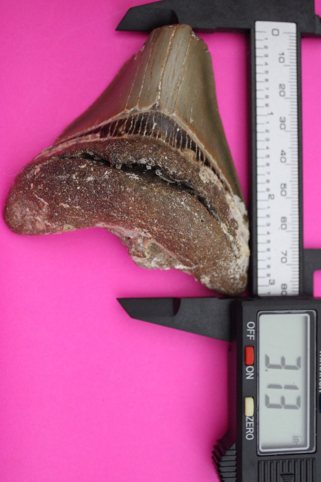 Authentic Megadolon Shark Tooth 3.13 Inch 100 Grams Fossil Dinosaur Girl COA M23