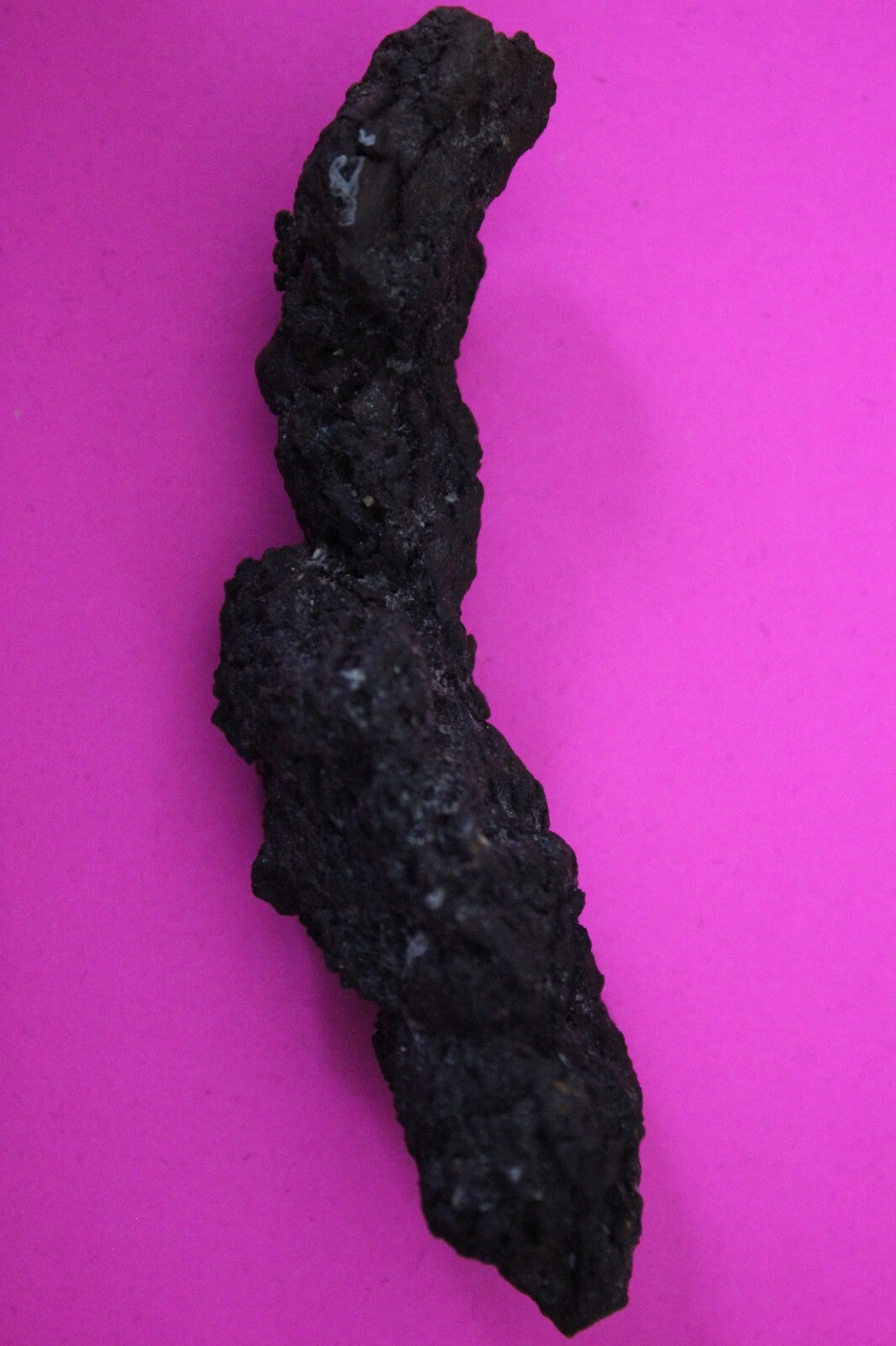 Giant Lizard Poop 5 Million Years Old Genuine Real Fossil Dinosaur Girl COA S51