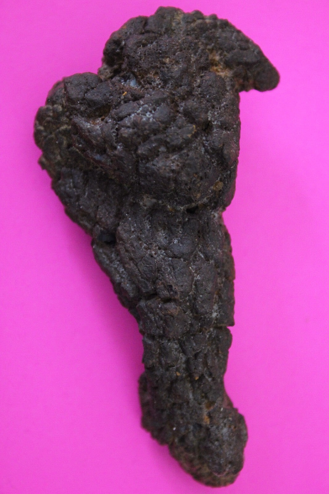 Giant Lizard Poop 5 Million Years Old Genuine Real Fossil Dinosaur Girl COA S18